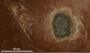 Fossil meteorite in Swedish Ordovician limestone (from Schmitz et al, 2001, EPSL, fig. 3, p.4).