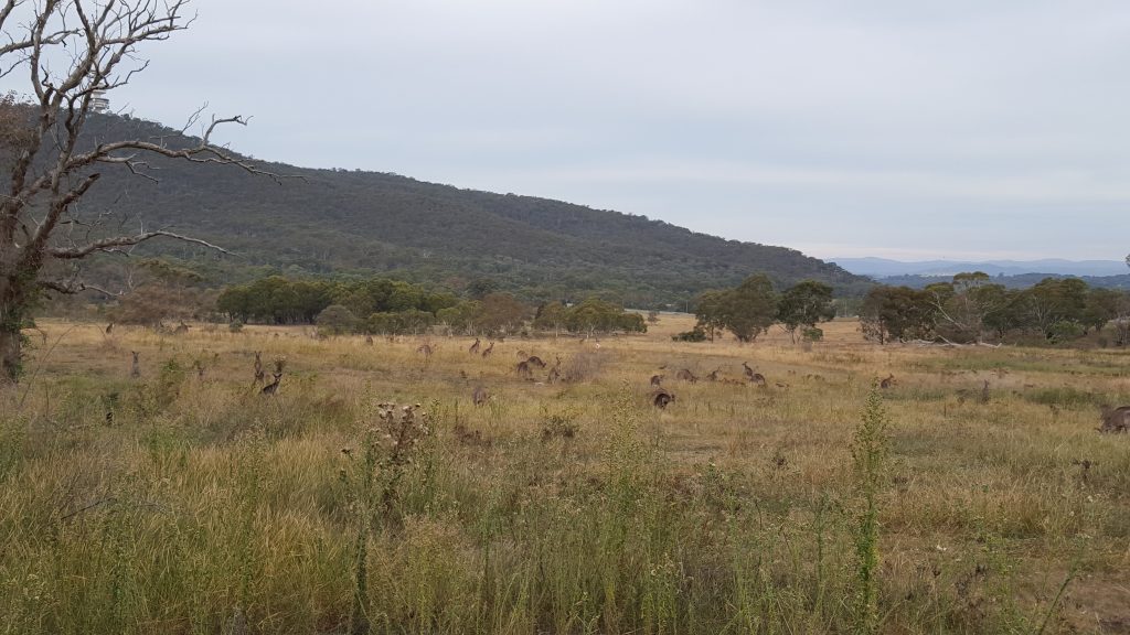 Kangaroos near Canberra