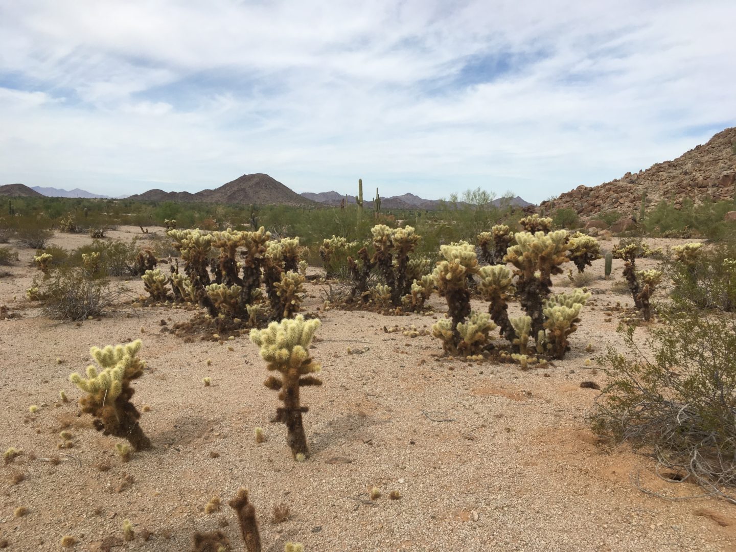 Sonoran Desert