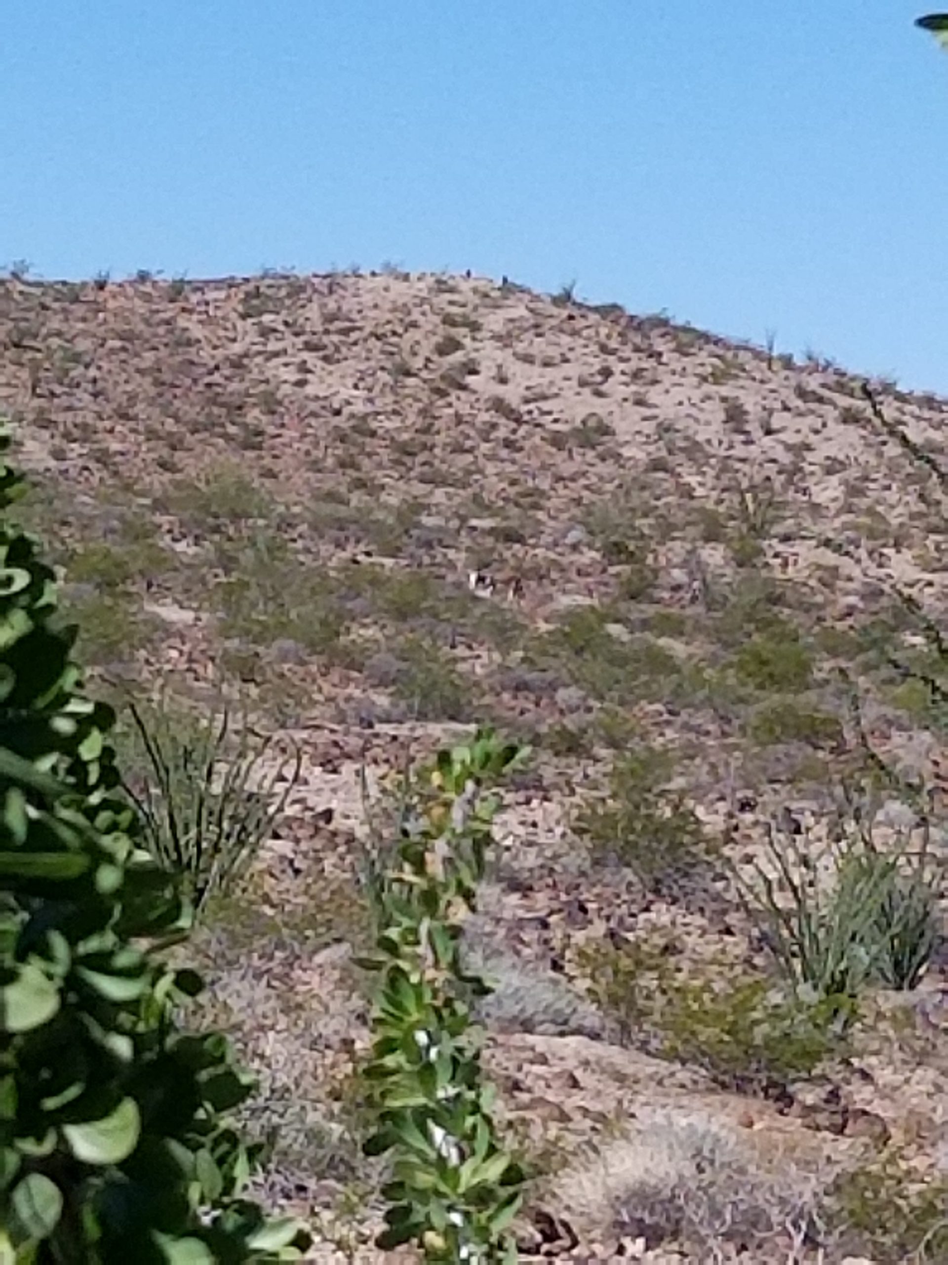 Meteorite hunting in Franconia, AZ Buseck Center for Meteorite Studies